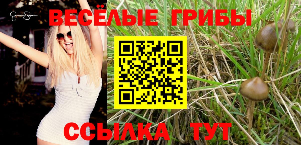 Бугульма  Псилоцибиновые грибы Psilocybe  Вход с VPN 